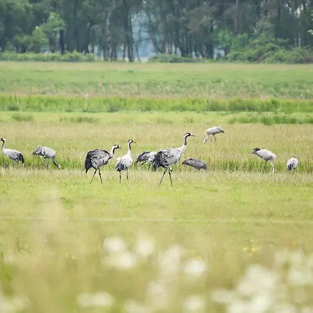 Wiesenkieker Am Ostseestrand - Gemuetliche Nahe & Duenen *
