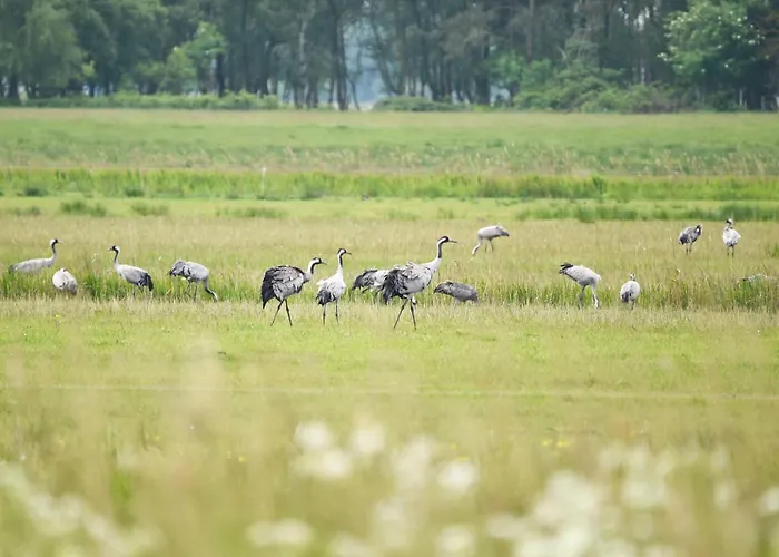Wiesenkieker Am Ostseestrand *